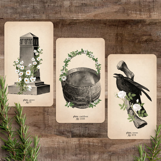 Black and the Moon Bundle: Antique Anatomy Tarot + Memento Mori Oracle